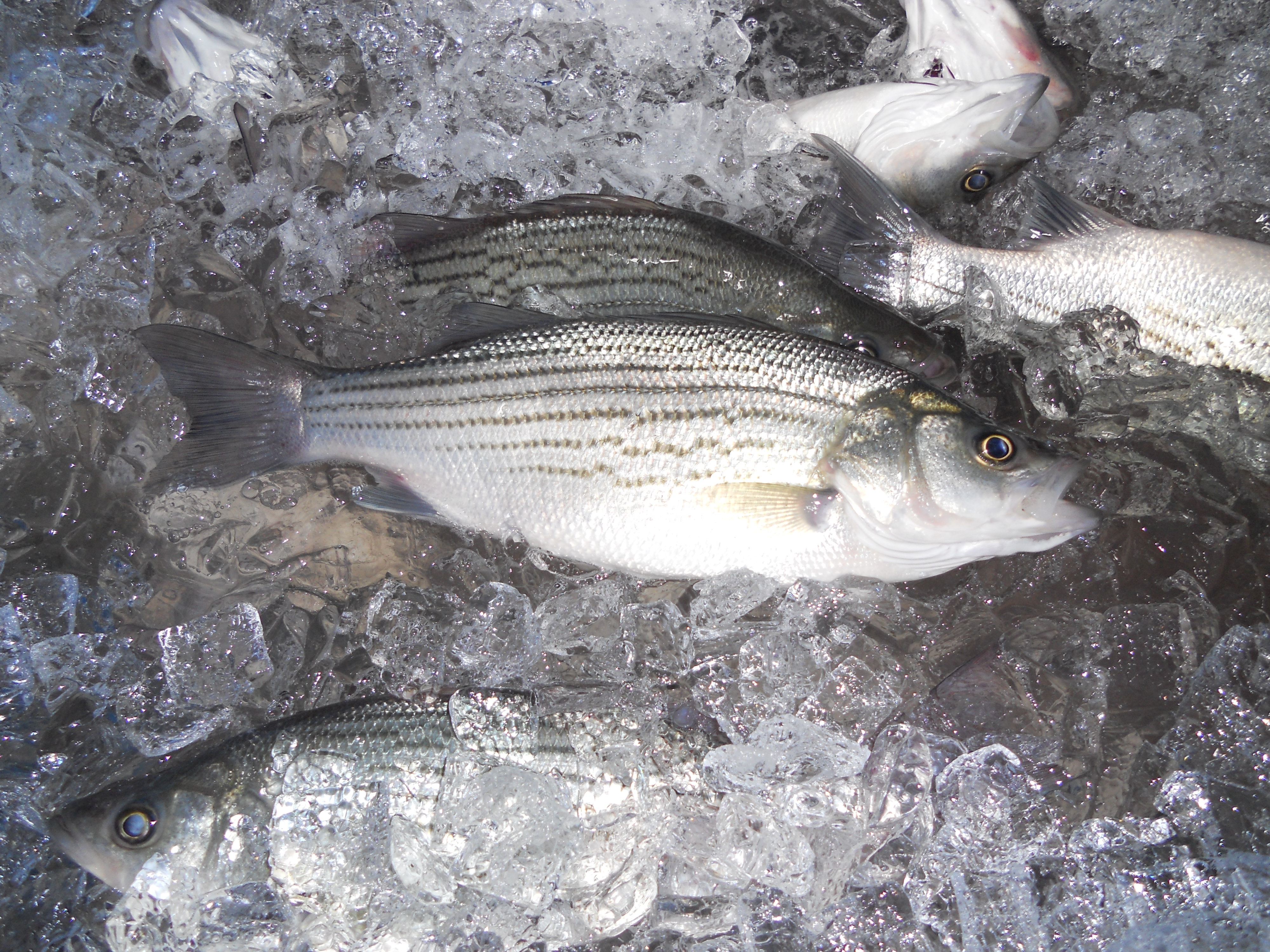 Striped Bass (Wild, Domesticated, and Hybrid)
