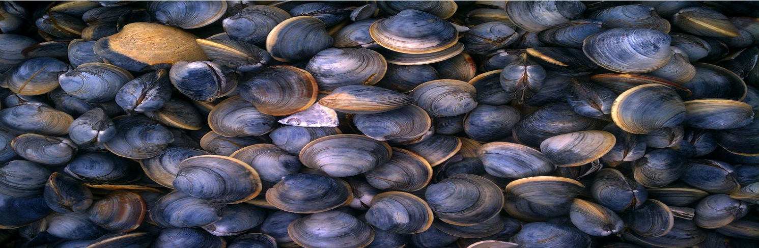 clams and oysters