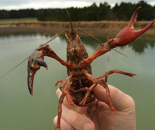 crayfish in water