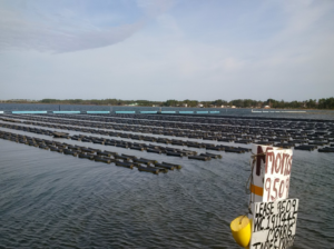 Oyster production 