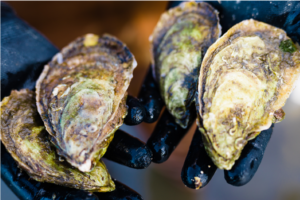 Eastern Oysters 