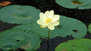 American lotus flower